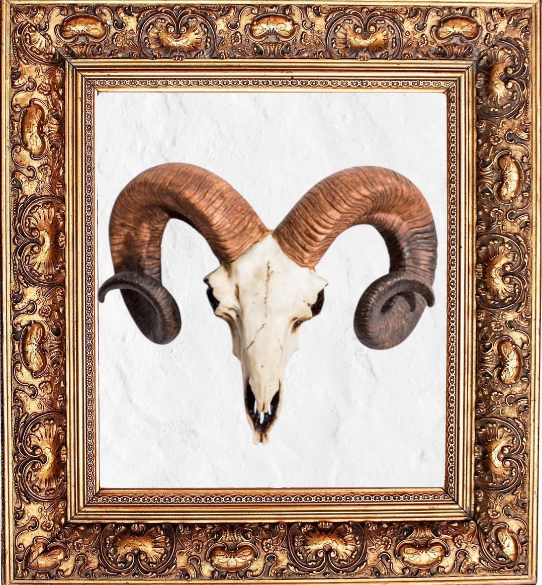 "Natural" Ram Skull Wall Head – Rustic Wall Décor with Intriguing Charm | Sign of the times Stoke