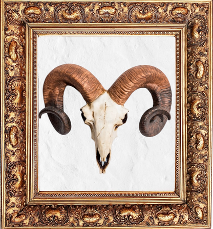 "Natural" Ram Skull Wall Head – Rustic Wall Décor with Intriguing Charm | Sign of the times Stoke