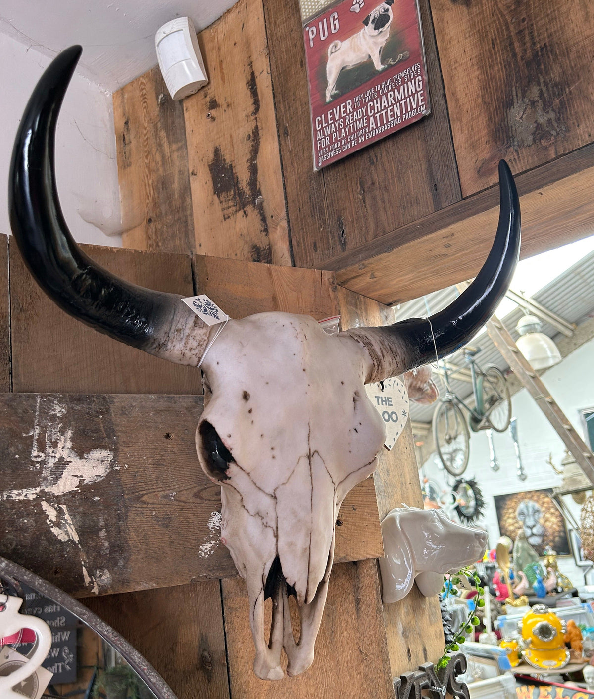 Large Bison Skull Wall Head – Stunning Wall-Mounted Bison | Sign of the times Stoke