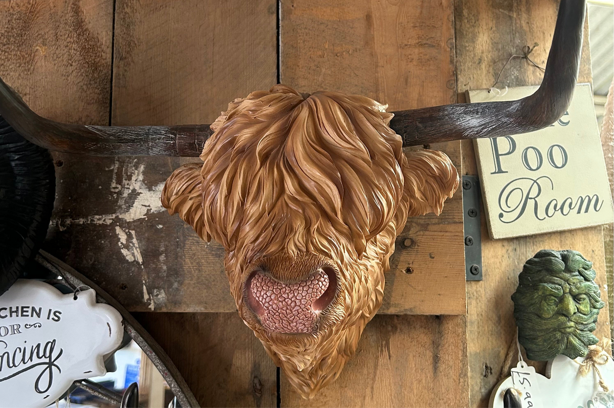 Resin Highland Cow Wall Head | Rustic Farmhouse-Style Animal Wall Decor | Sign of the times Stoke