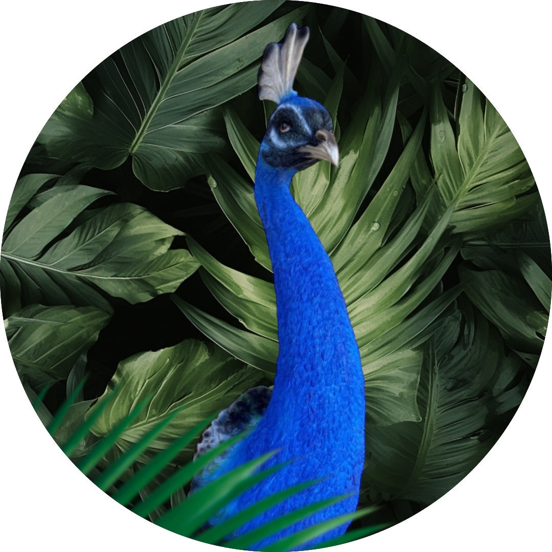 Peacock Wall Figure - Bold Resin Wall Art | Sign of the times Stoke