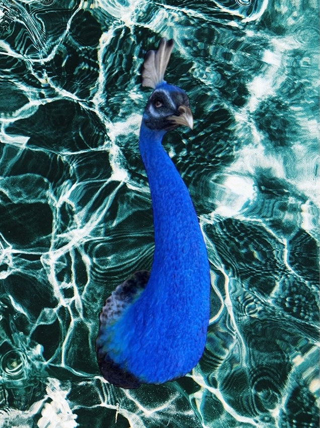 Peacock Wall Figure - Bold Resin Wall Art | Sign of the times Stoke