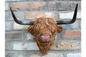 Resin Highland Cow Wall Head | Rustic Farmhouse-Style Animal Wall Decor | Sign of the times Stoke