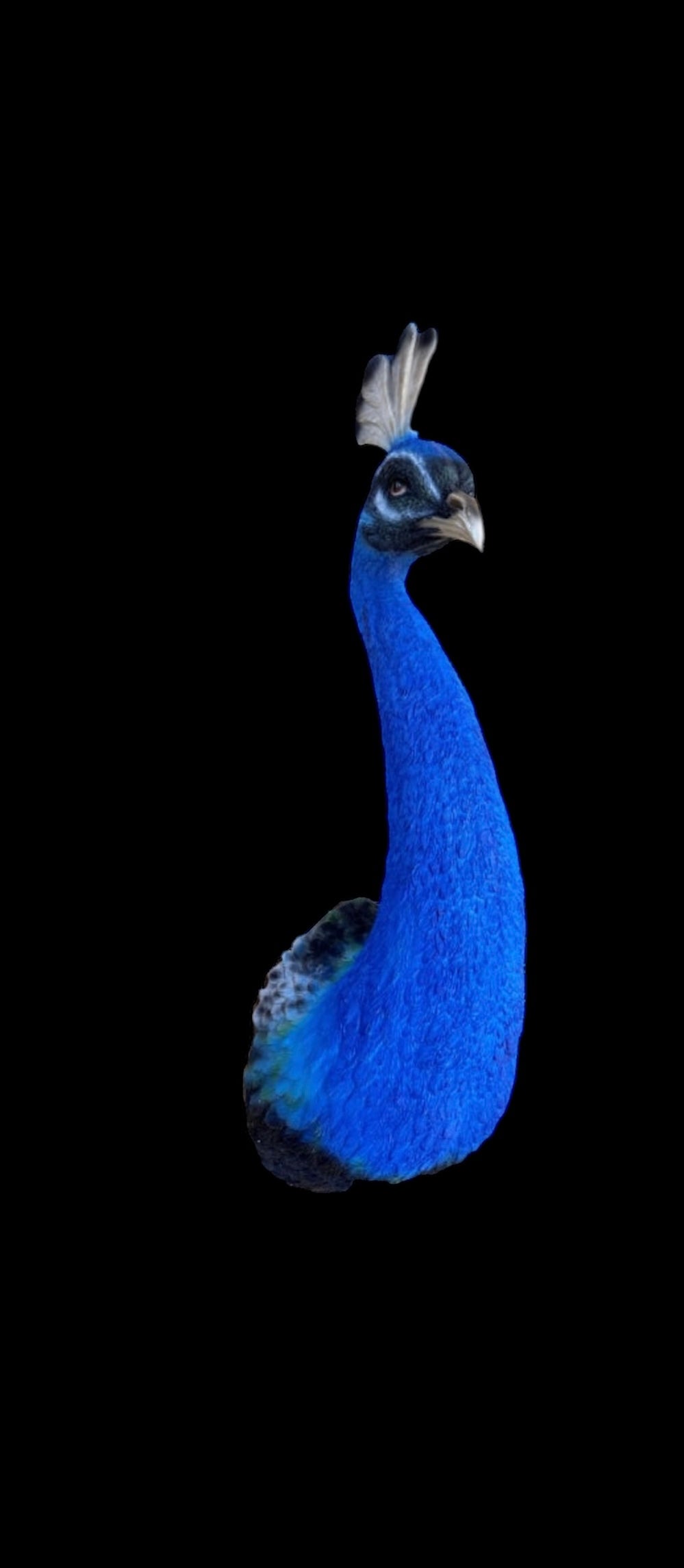 Peacock Wall Figure - Bold Resin Wall Art | Sign of the times Stoke