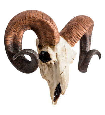 "Natural" Ram Skull Wall Head – Rustic Wall Décor with Intriguing Charm | Sign of the times Stoke