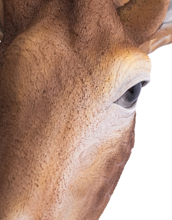 Large Giraffe Wall Head – Eye-Catching Safari Animal Wall Decor | Sign of the times Stoke