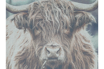 Highland Cow Canvas Wall Art - Rustic Farmhouse Hanging Décor | Sign of the times Stoke