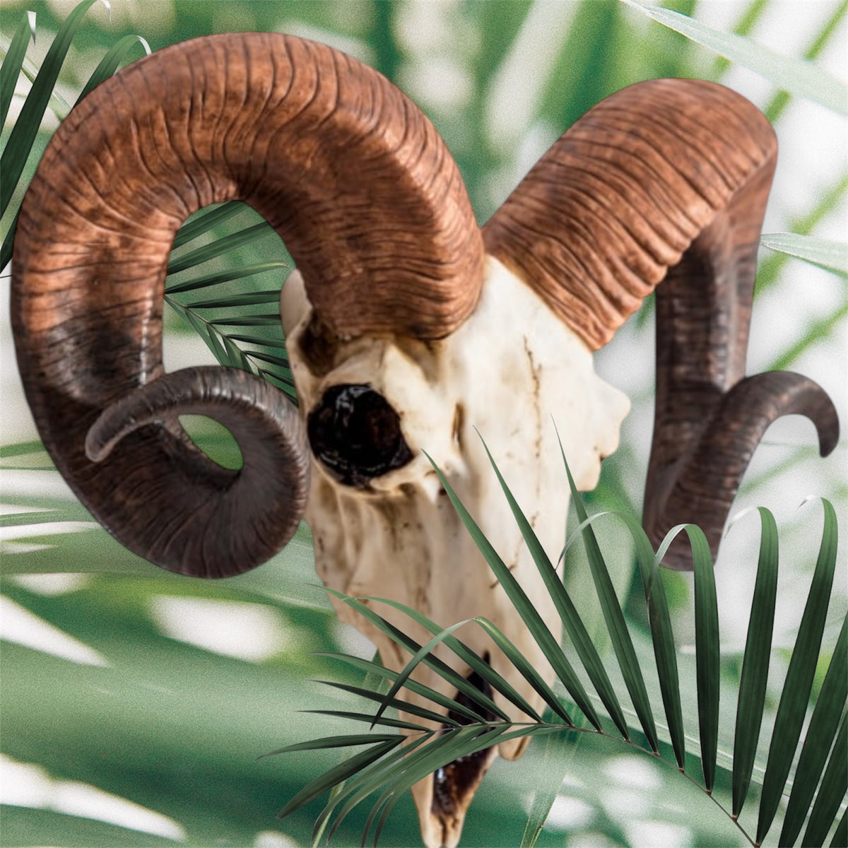 "Natural" Ram Skull Wall Head – Rustic Wall Décor with Intriguing Charm | Sign of the times Stoke