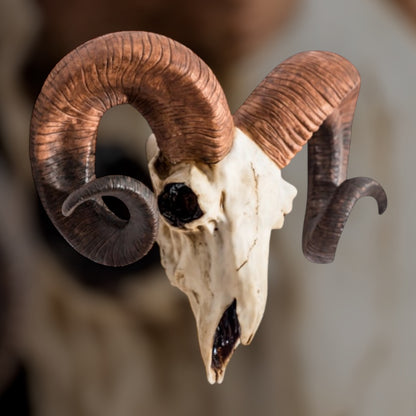 "Natural" Ram Skull Wall Head – Rustic Wall Décor with Intriguing Charm | Sign of the times Stoke