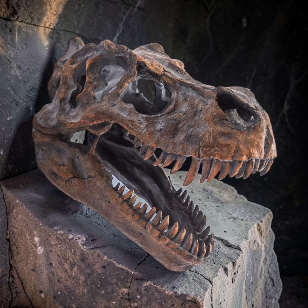 Large T-Rex Dinosaur Head Wall Mount - Stunning Prehistoric Decor | Sign of the times Stoke