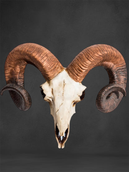 "Natural" Ram Skull Wall Head – Rustic Wall Décor with Intriguing Charm | Sign of the times Stoke