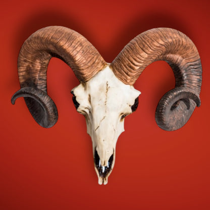"Natural" Ram Skull Wall Head – Rustic Wall Décor with Intriguing Charm | Sign of the times Stoke