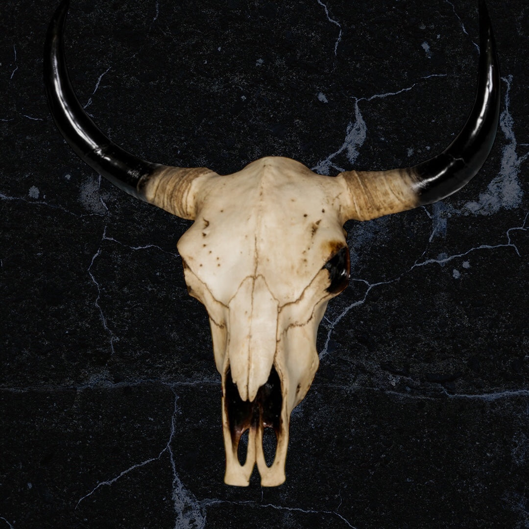 Extra Large Bison Wall Head – Majestic Resin Skull Wall Mount | Sign of the times Stoke