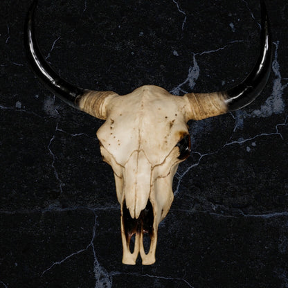 Extra Large Bison Wall Head – Majestic Resin Skull Wall Mount | Sign of the times Stoke
