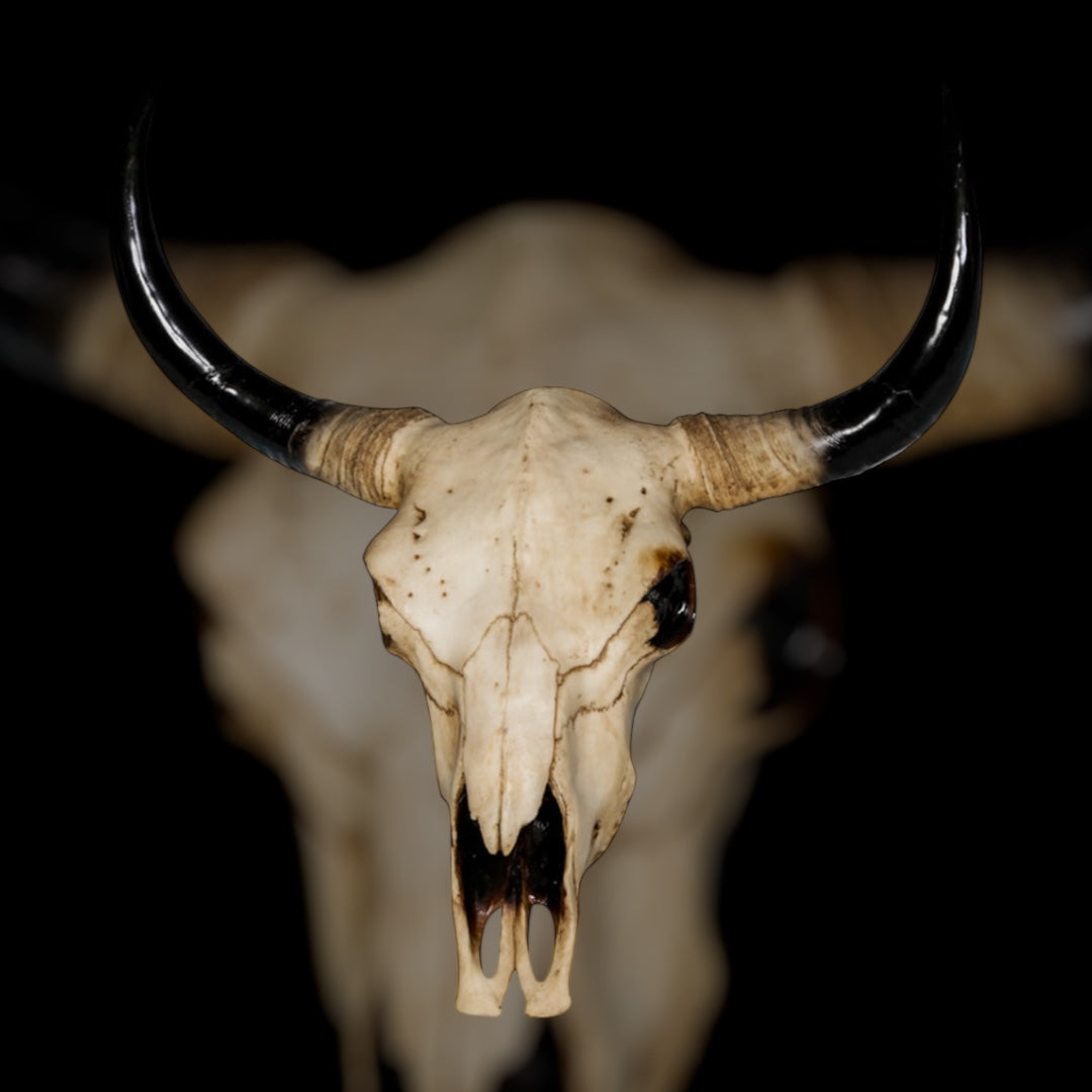 Extra Large Bison Wall Head – Majestic Resin Skull Wall Mount | Sign of the times Stoke