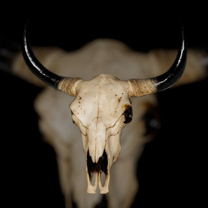 Extra Large Bison Wall Head – Majestic Resin Skull Wall Mount | Sign of the times Stoke