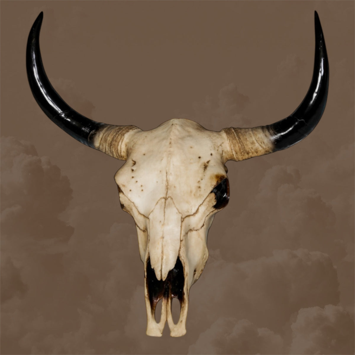 Extra Large Bison Wall Head – Majestic Resin Skull Wall Mount | Sign of the times Stoke