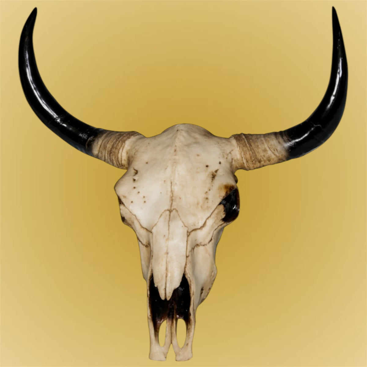 Extra Large Bison Wall Head – Majestic Resin Skull Wall Mount | Sign of the times Stoke