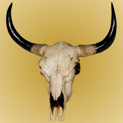 Extra Large Bison Wall Head – Majestic Resin Skull Wall Mount | Sign of the times Stoke