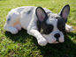 Laying Frenchie Dog Ornament - Adorable Resin Figurine | Sign of the times Stoke
