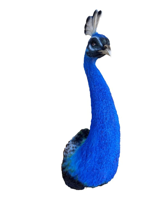 Peacock Wall Figure - Bold Resin Wall Art | Sign of the times Stoke