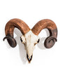 "Natural" Ram Skull Wall Head – Rustic Wall Décor with Intriguing Charm | Sign of the times Stoke