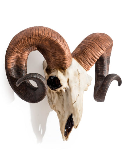 "Natural" Ram Skull Wall Head – Rustic Wall Décor with Intriguing Charm | Sign of the times Stoke