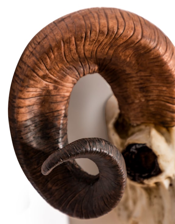 "Natural" Ram Skull Wall Head – Rustic Wall Décor with Intriguing Charm | Sign of the times Stoke