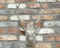 Silver Stag Head – Elegant Animal Wall Mount Decor | Sign of the times Stoke