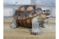 Small Tortoise Ornament | Charming Animal Decor for Home or Garden | Sign of the times Stoke