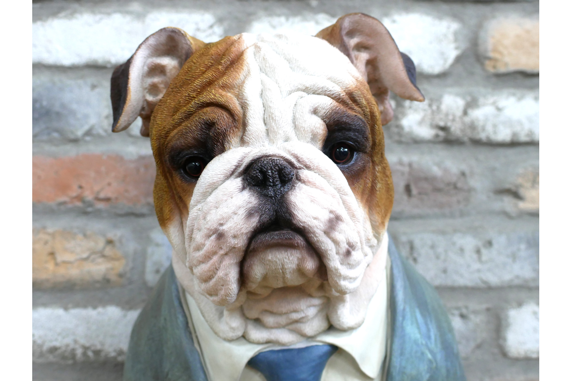 Large Bulldog Bust – Bold & Distinguished Dog Sculpture | Sign of the times Stoke