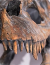 Large T-Rex Dinosaur Head Wall Mount - Stunning Prehistoric Decor | Sign of the times Stoke