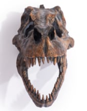 Large T-Rex Dinosaur Head Wall Mount - Stunning Prehistoric Decor | Sign of the times Stoke