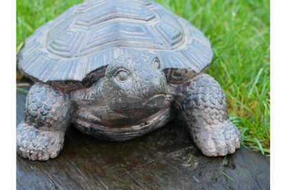 Decorative Tortoise Ornament – Nature-Inspired Home & Garden Décor | Sign of the times Stoke