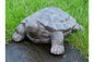 Decorative Tortoise Ornament – Nature-Inspired Home & Garden Décor | Sign of the times Stoke