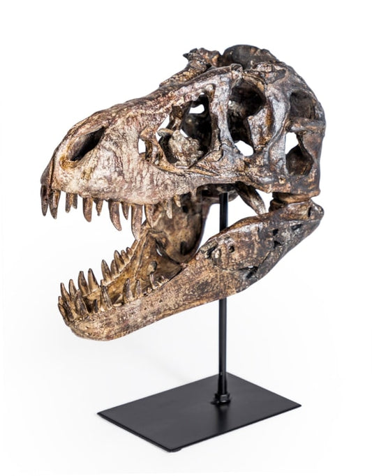 T-Rex Dinosaur Head Sculpture on Stand – Striking Prehistoric Décor | Sign of the times Stoke