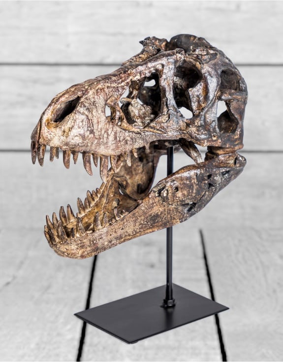 T-Rex Dinosaur Head Sculpture on Stand – Striking Prehistoric Décor | Sign of the times Stoke