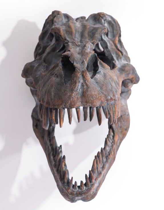 Extra Large T-Rex Dinosaur Head Wall Mount - Majestic Prehistoric Decor | Sign of the times Stoke