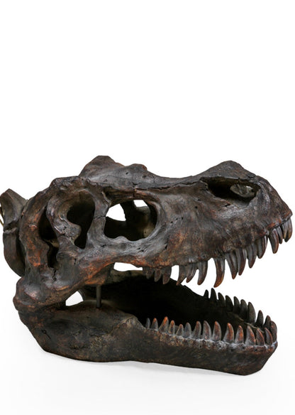 Large T-Rex Dinosaur Head Wall Mount - Stunning Prehistoric Decor | Sign of the times Stoke